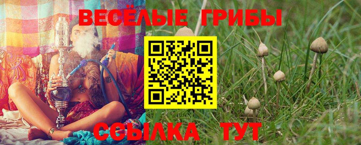 Псилоцибиновые грибы Psilocybine cubensis Крымск
